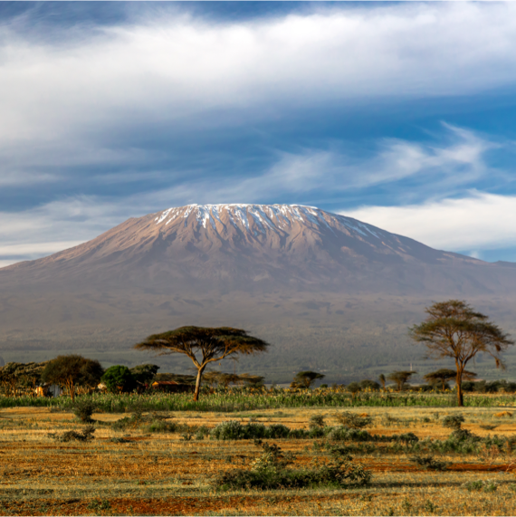 Africa Safari Kilimanjaro - Image 10 (1)
