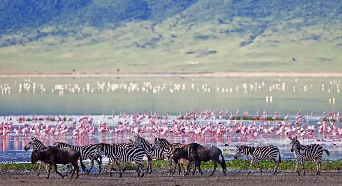 Beach Safari - When to Visit - Dry Season - Image 03-1