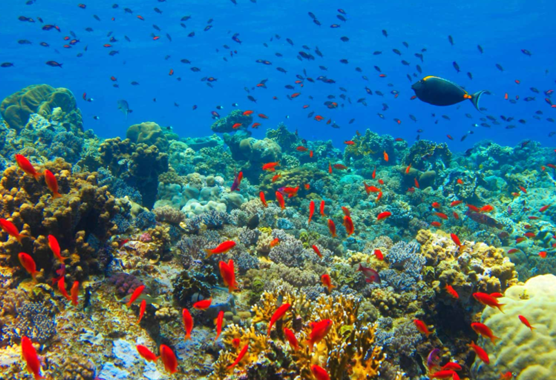 Blue Safari - Image - 2
