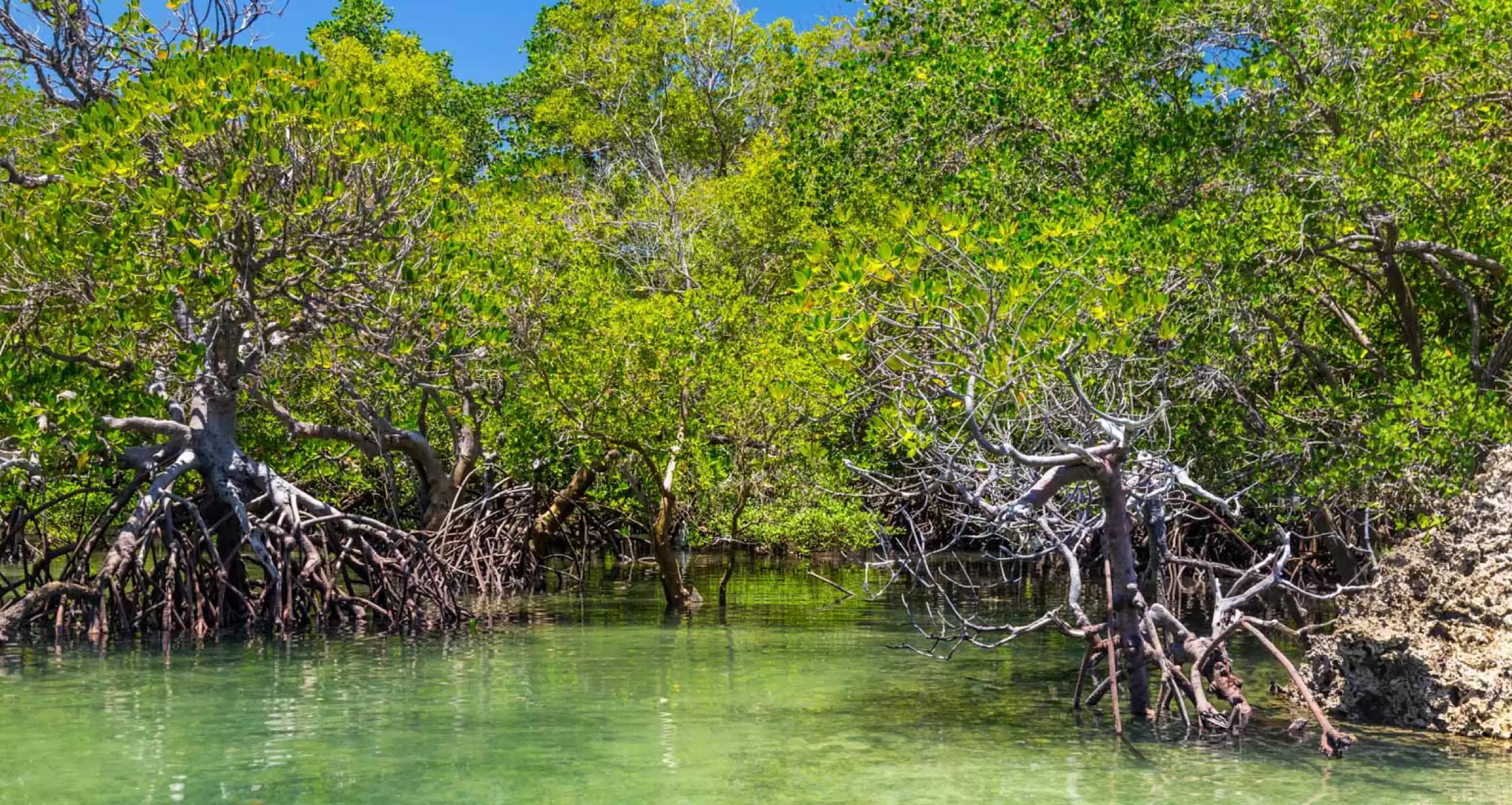 Beach Safari - When to Visit - Lush Season