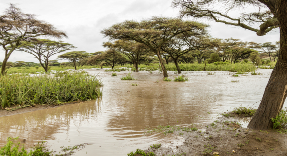 Long Rains - Image 02 (1)