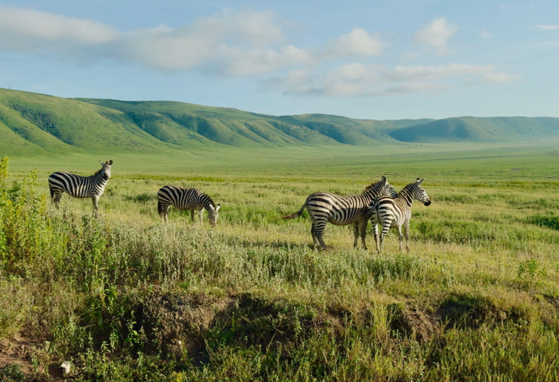 Nyerere National Park - Image 02