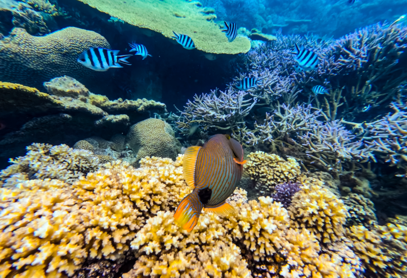 Pemba Island -  Image 2