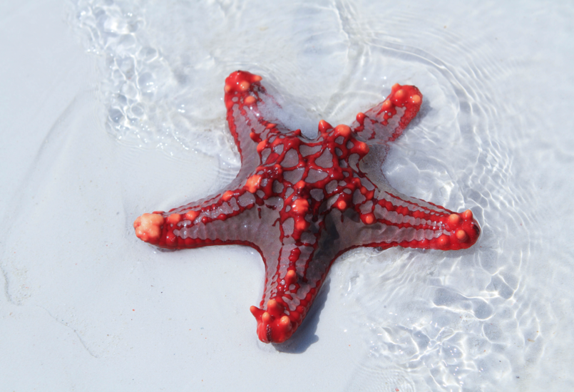 Pungume Sandbank - Image - 1 (1)