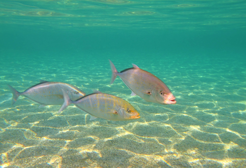 Pungume Sandbank - Image - 2