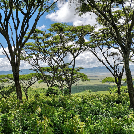 Beach Safari - Accommodation Listing - Northern Tanzania Lodges - Africa Safari Ngorongoro Crater - Image 09