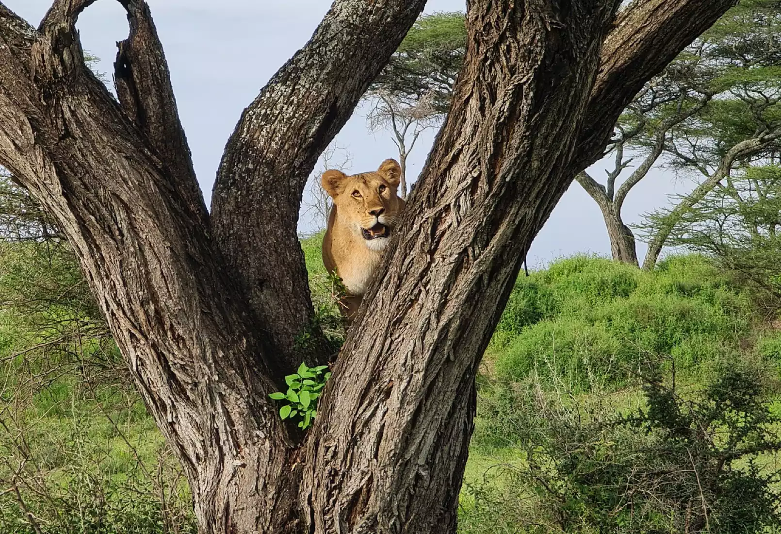 Beach Safari - Destination Detail - Lake Manyara National Park - Left Image