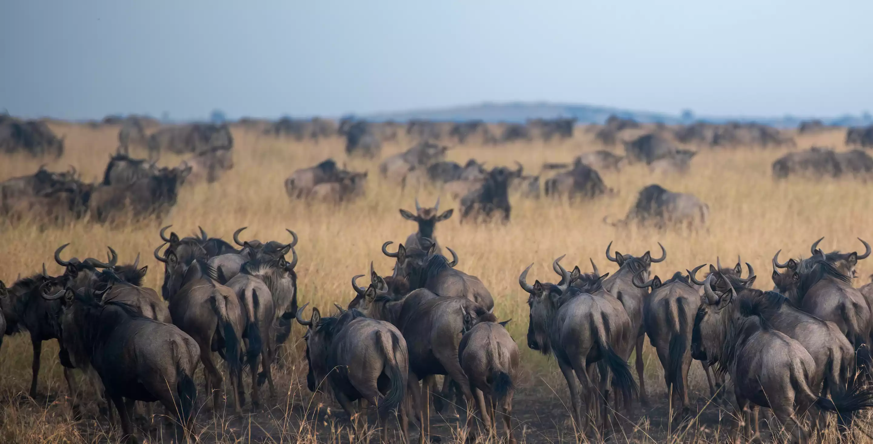 Tarangire Safari Camp