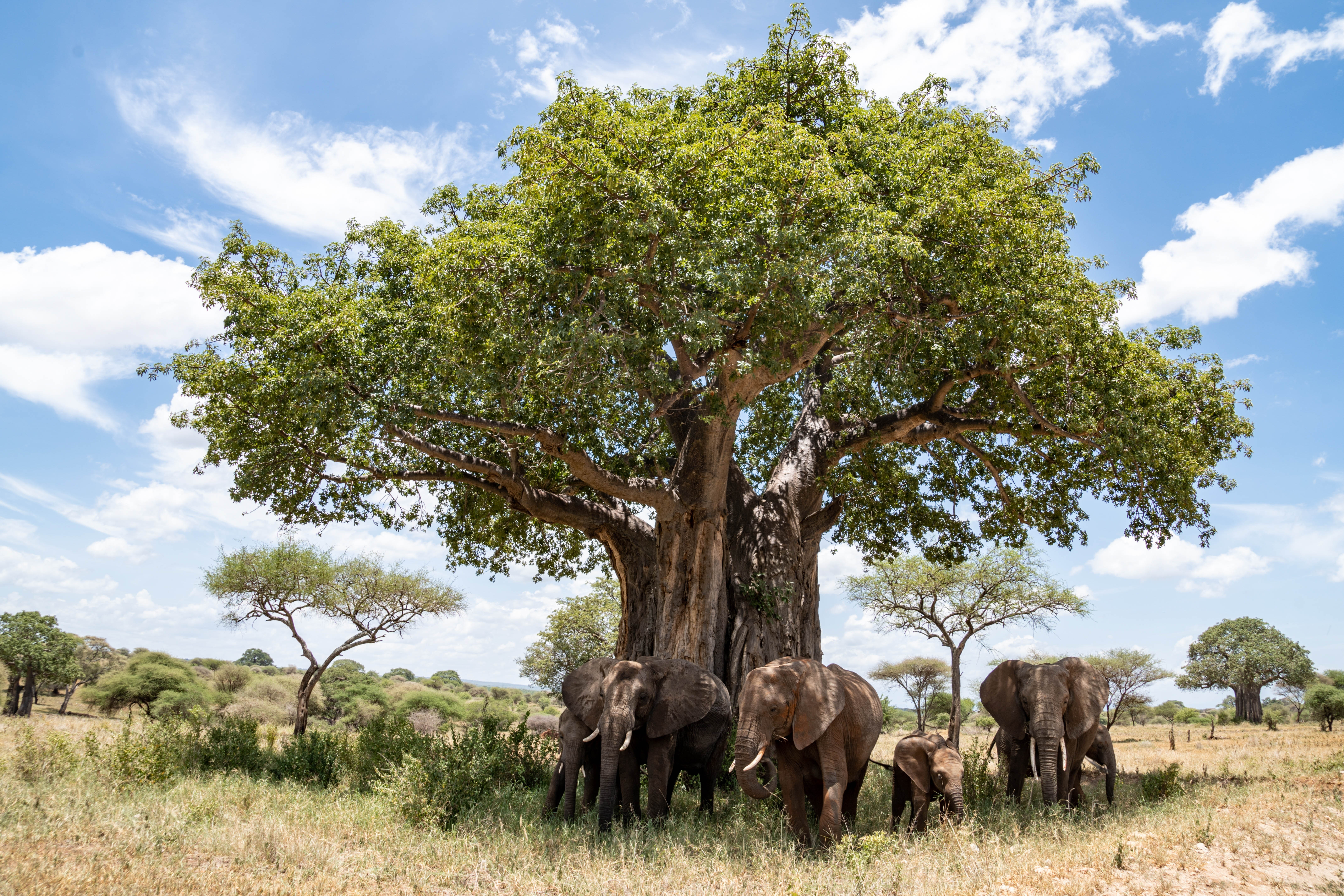 Elephants in front of baobab