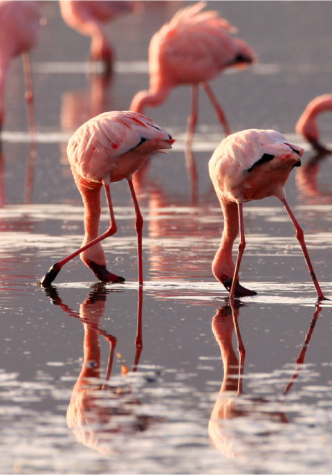 Flamingo Lake Walk - Image 01-1