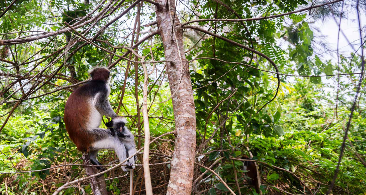 Beach Safari - Activities - Jozani Forest - Gallery - 2