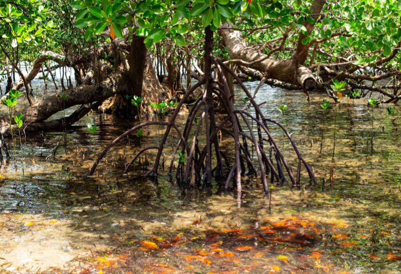 Beach Safari - Activities - Jozani Forest - Left Image