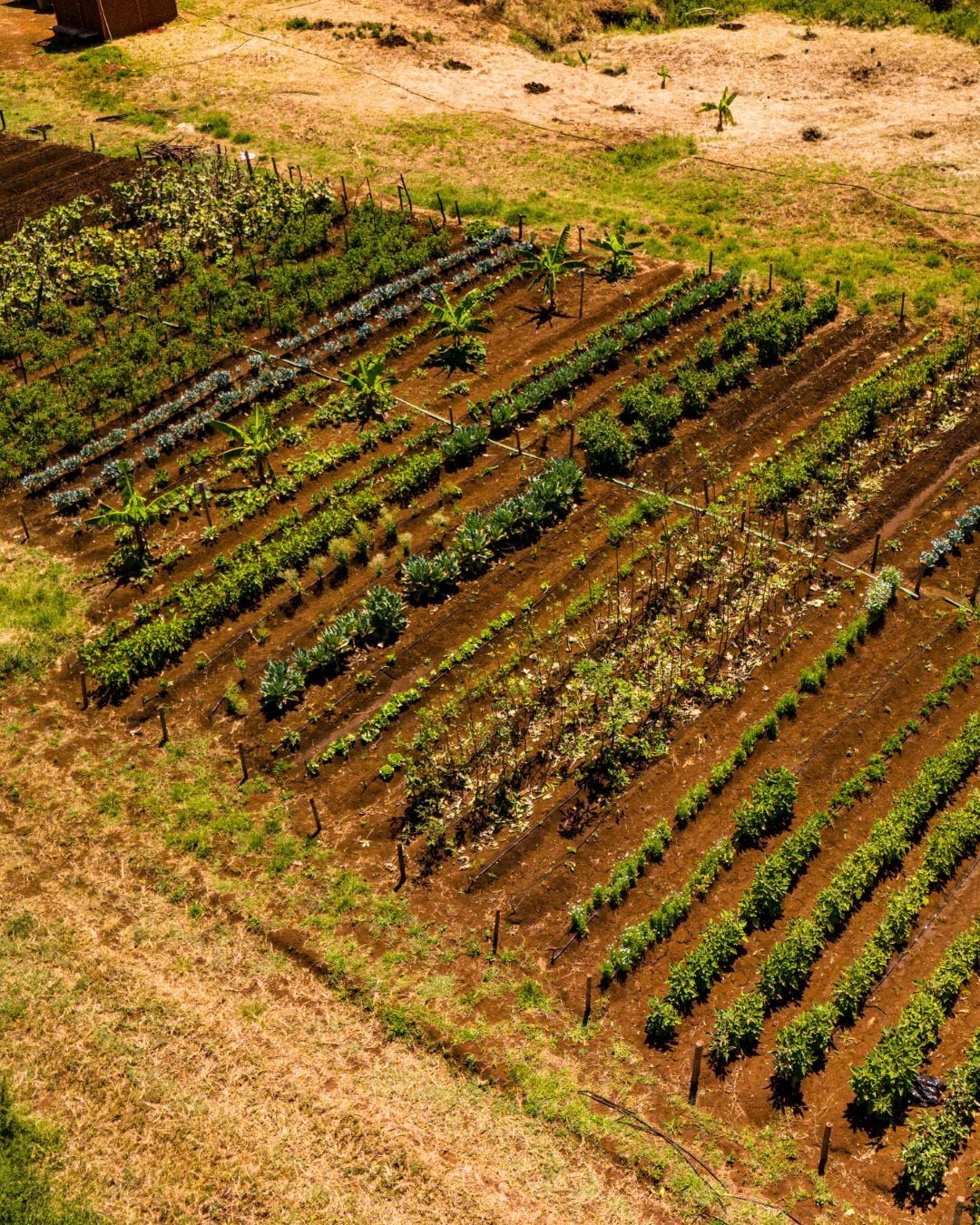 NTZ - ASK - Karatu Farm (4)