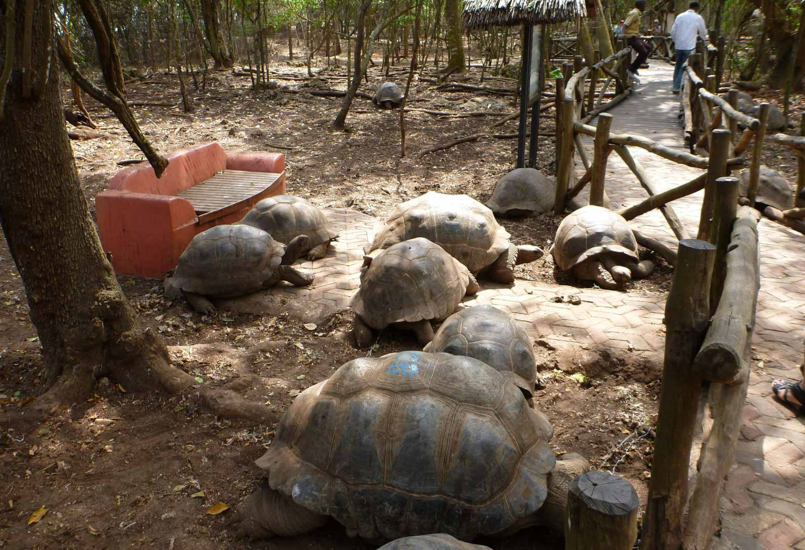 Prison Island - Image - 2