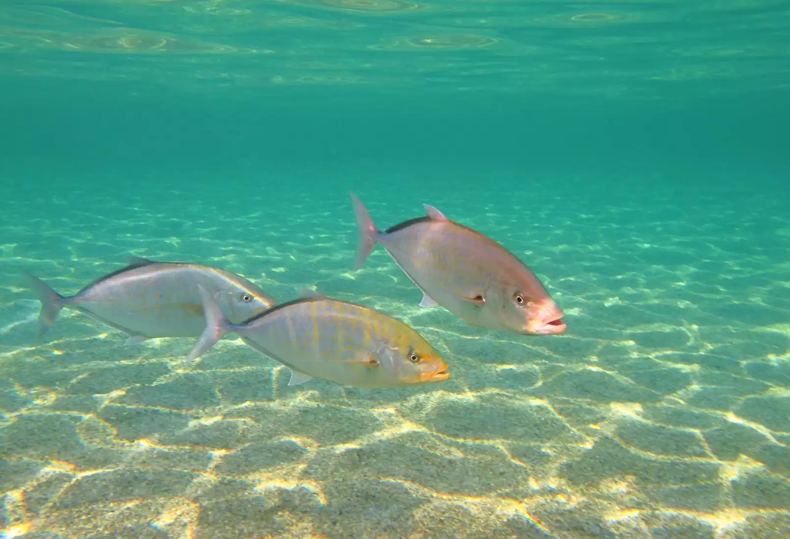 Beach Safari - Activities - Pungume Sandbank - Left Image.WEB.P