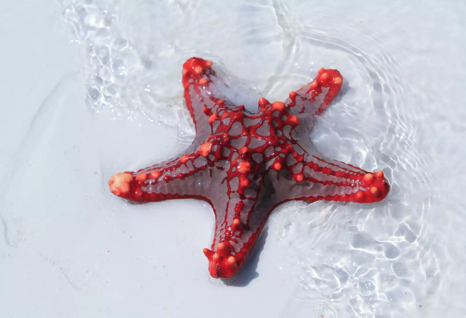 Beach Safari - Activities - Pungume Sandbank - Right Image.WEB.P