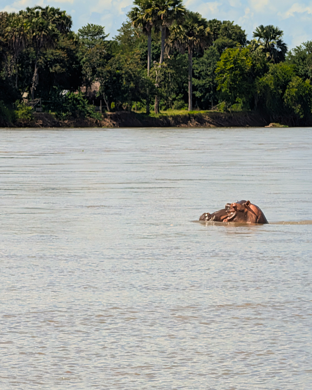 TZ - boat safari  (2)