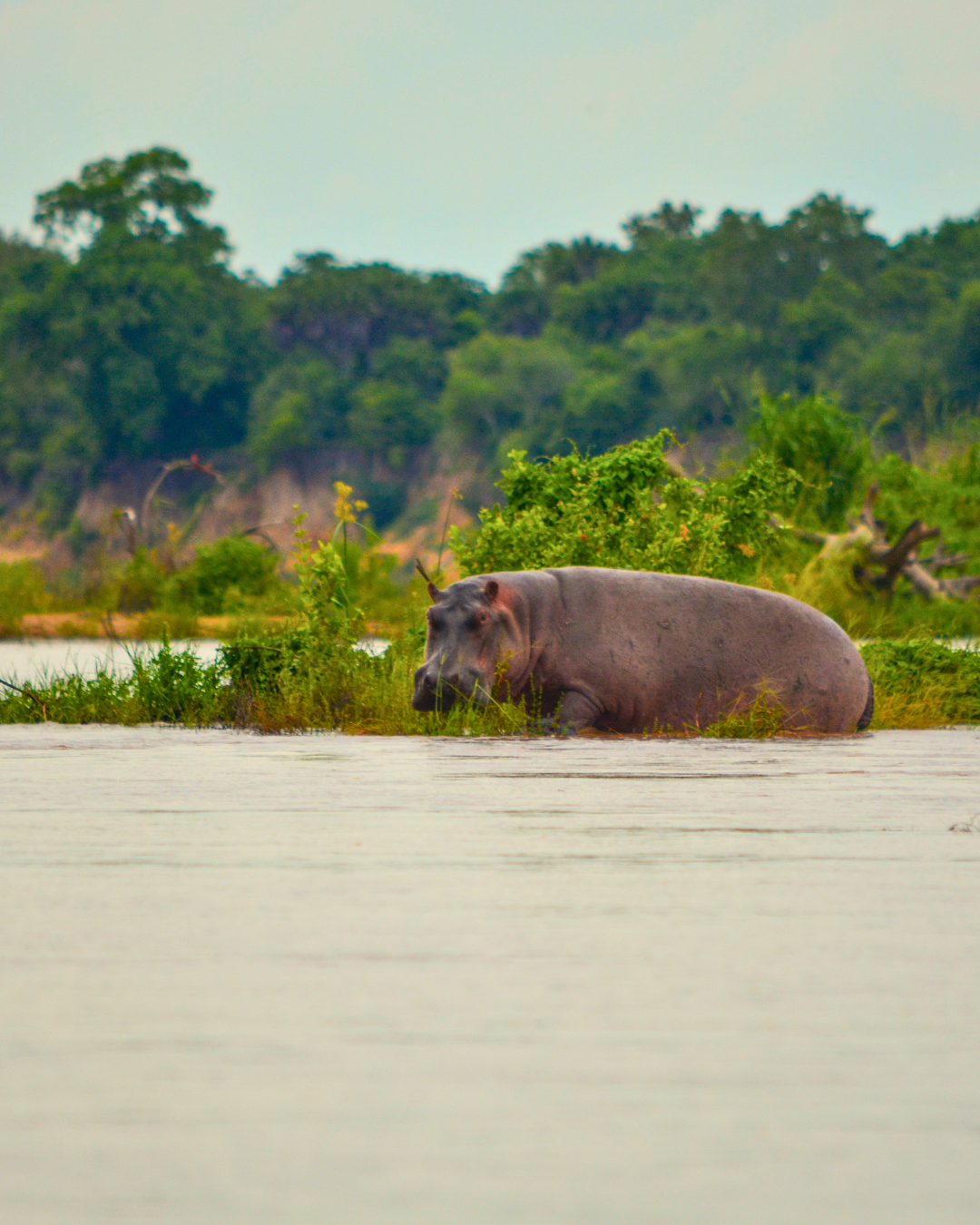 TZ - boat safari  (3)