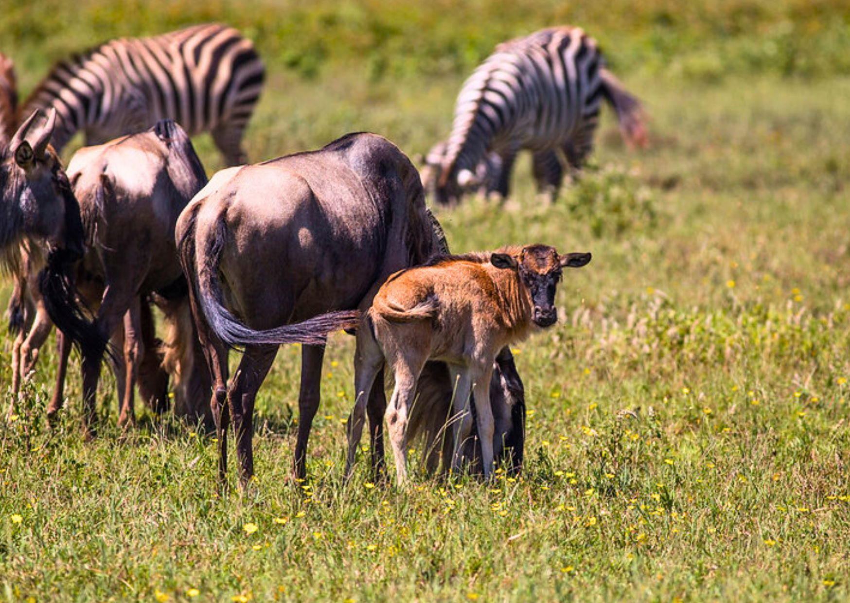 Wildebeest Calving Season Serengeti