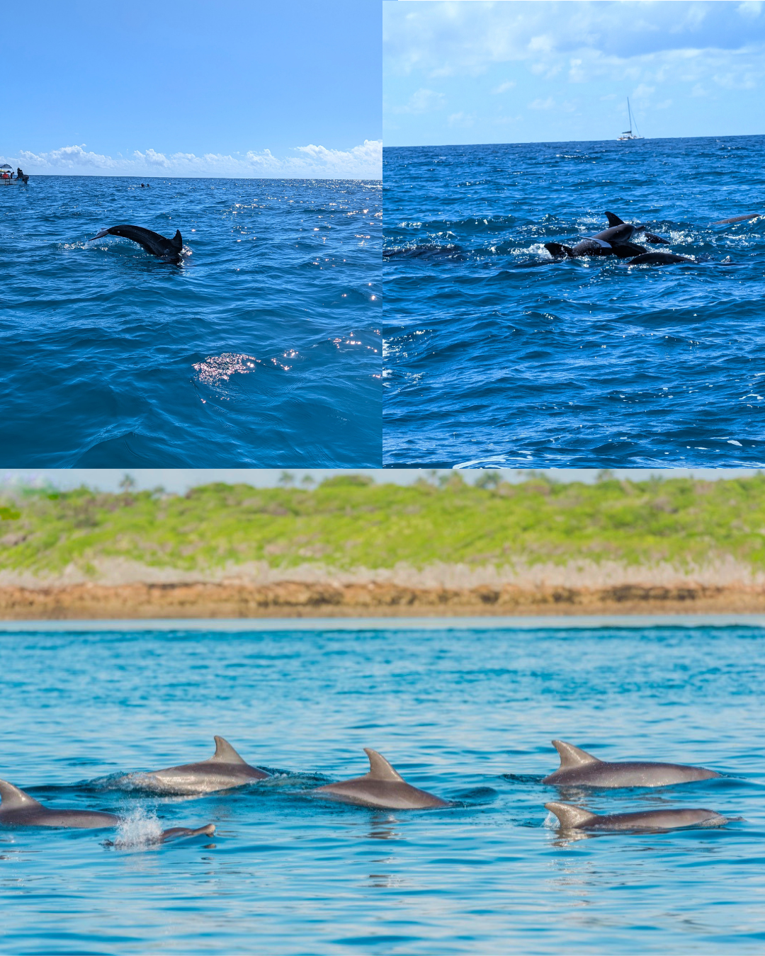 World Dolphin Day (1)