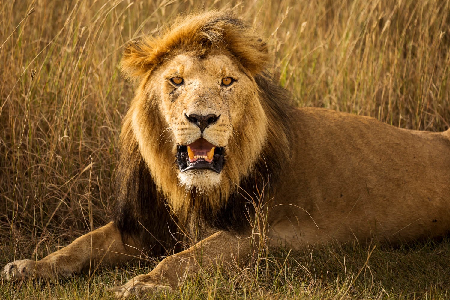 lionlion]