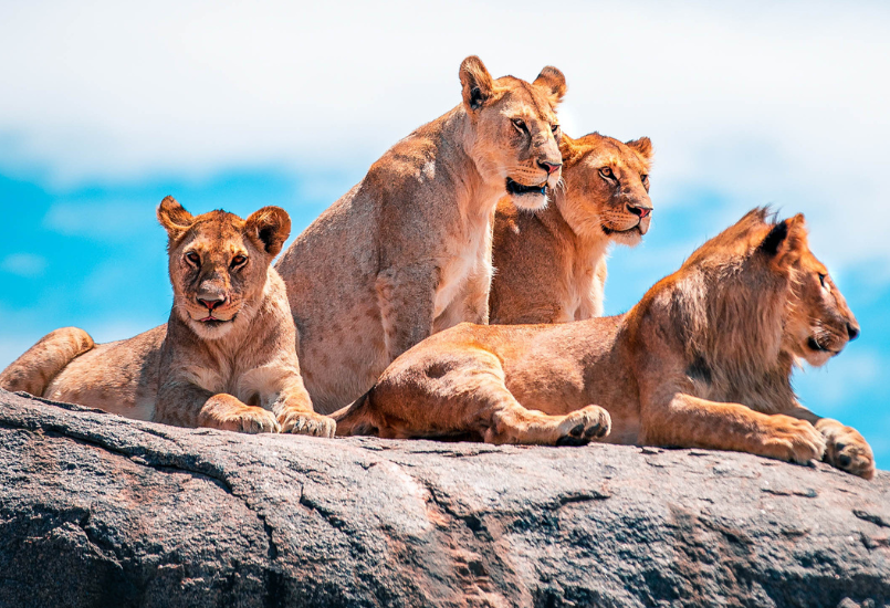 lions